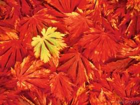 Foglie rosse autunno.