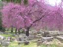 Olimpia - Albero in fiore...