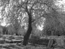 Olimpia - Albero in fiore... (bianco e nero)