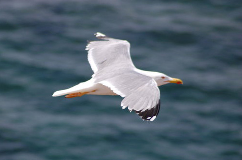 Gabbiano in volo