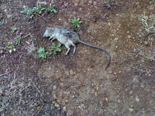 Topo morto all\'Università di Palermo