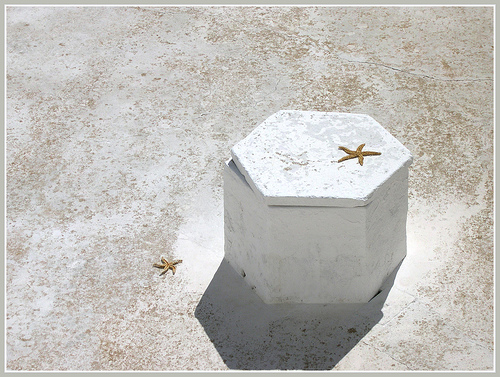 Stelle marine sul cemento