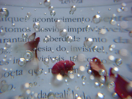 Testo, petali e gocce