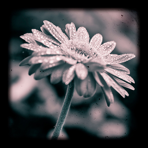 Gerbera invecchiata