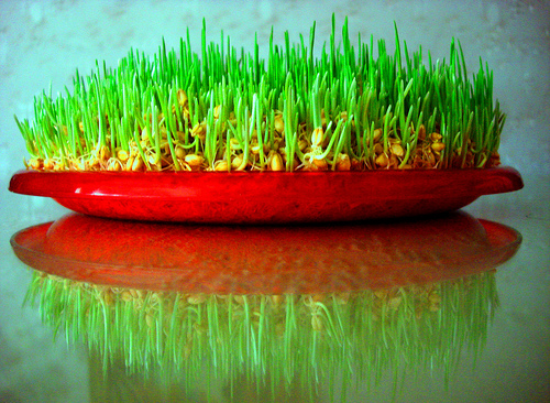 Erba in un piattino