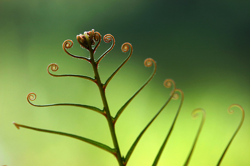 Macro di una pianta