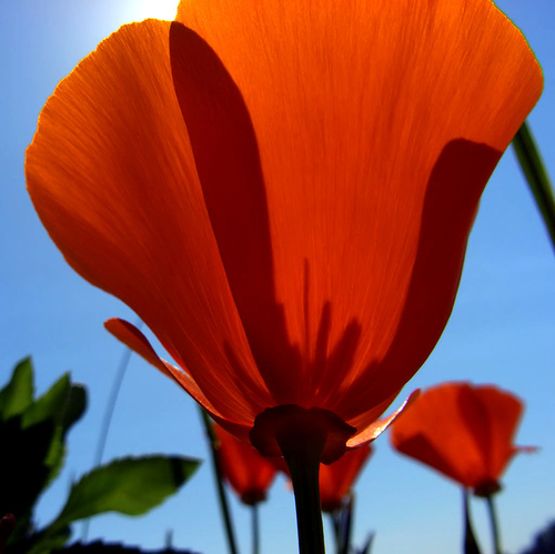 Tulipano al sole