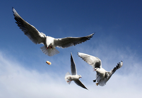 Uccelli inseguono pane in volo