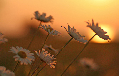 Margherite e tramonto
