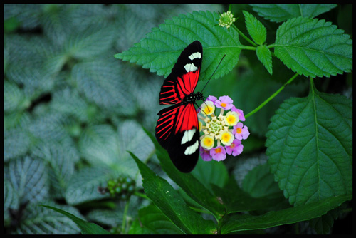 Macro farfalla - Peppe