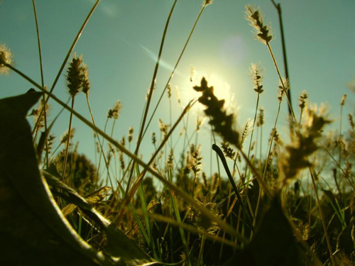 Sole e spighe di grano in controluce
