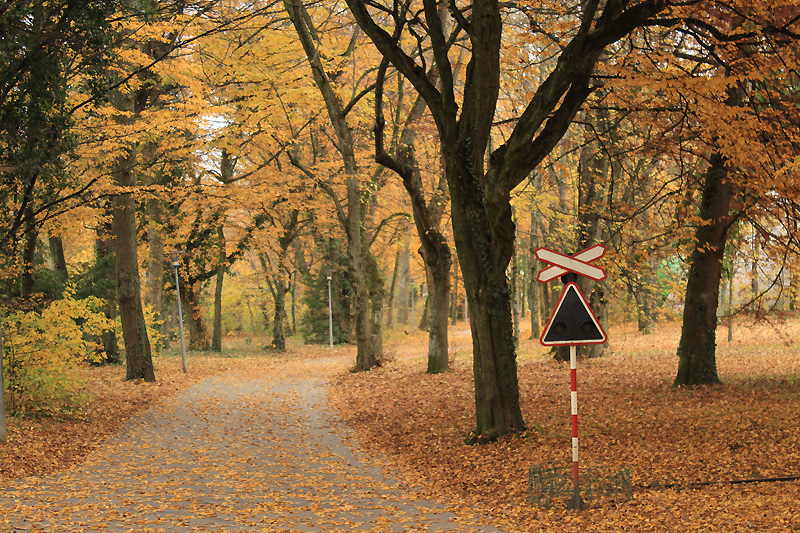 Losanna - Alberi in autunno
